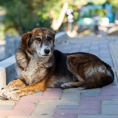墨西哥无狂犬病犬疫苗接种活动 墨西哥无狂犬病犬疫苗接种活动