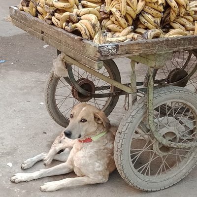 支持无狂犬病巴基斯坦Indus医院 支持无狂犬病巴基斯坦Indus医院