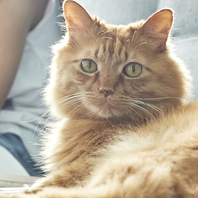 Cat ages and stages Kachel Cat ages and stages Kachel