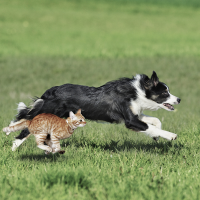 cat dog Kachel cat dog Kachel