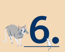 Cat vaccination No.6 Cat vaccination No.6