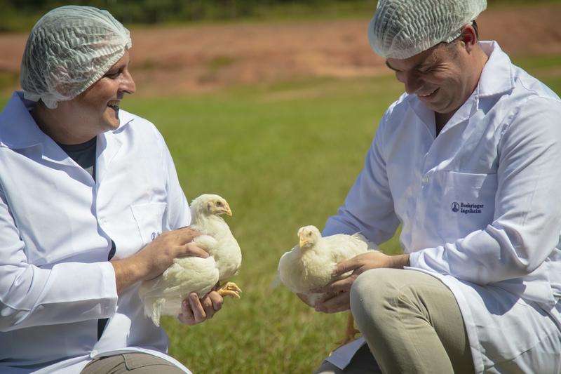 duluth_vaccines-poultry_content-image duluth_vaccines-poultry_content-image.jpg
