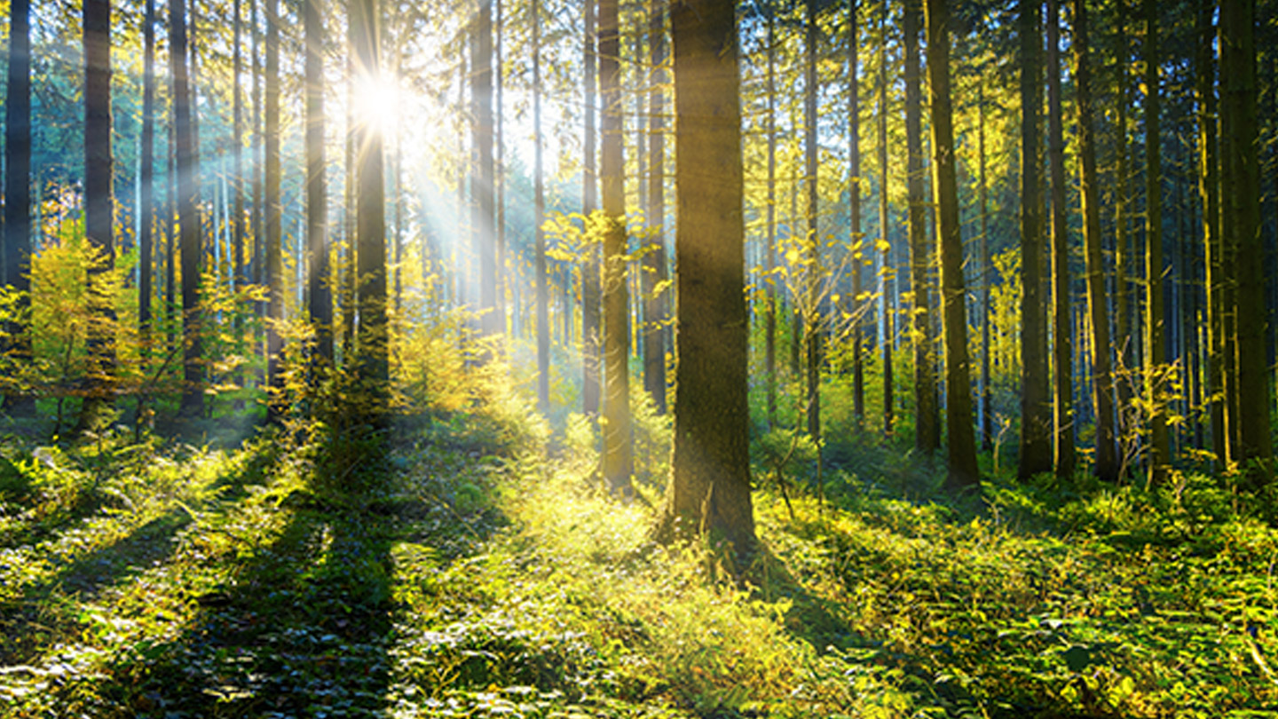 Environmental health & safety Environmental health & safety